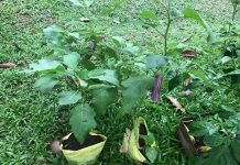 ගෙවතු වගාවේ අරපිරිමැස්ම