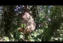 අපේ ගේ ගාව ඇති දෙබර කූඩුව