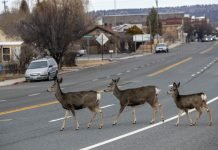 Pros and Cons of lockdown